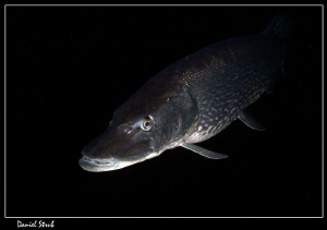 Pike :-D by Daniel Strub 